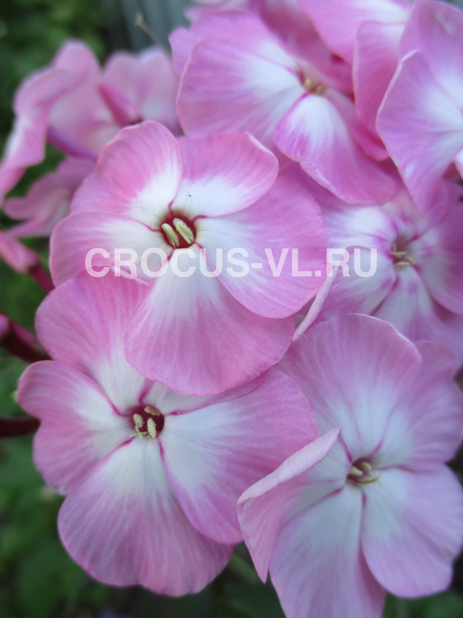 Флокс метельчатый «Цветущая Сакура»